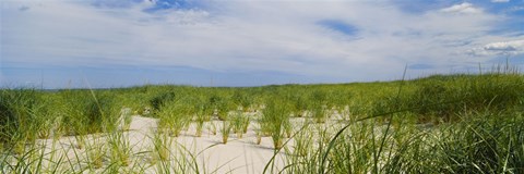 Framed Sand dunes at Crane Beach, Ipswich, Essex County, Massachusetts, USA Print