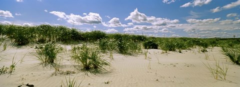 Framed Grass among the dunes, Crane Beach, Ipswich, Essex County, Massachusetts, USA Print