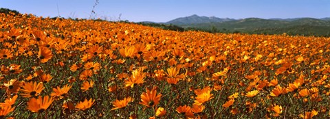 Framed Namaqua Parachute-Daisies flowers in a field, South Africa Print