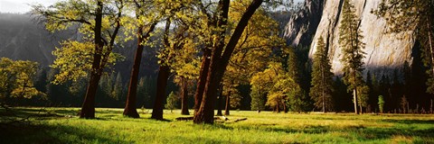Framed Trees near the El Capitan, Yosemite National Park, California, USA Print