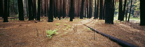 Framed Burnt pine trees in a forest, Yosemite National Park, California, USA Print