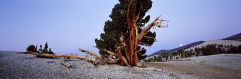 Framed Bristlecone pine tree in Ancient Bristlecone Pine Forest, White Mountains, California, USA Print