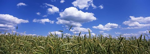 Framed Rye field, Baden-Wurttemberg, Germany Print