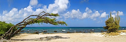 Framed Divi divi tree (Caesalpinia Coriaria) at the coast, Aruba Print