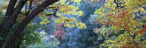 Framed Fall Colors at Fourth of July Canyon, New Mexico Print