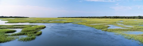 Framed Sea grass in the sea, Atlantic Coast, Jacksonville, Florida, USA Print