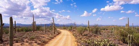 Framed Road, Saguaro National Park, Arizona, USA Print