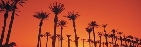 Framed Silhouette of date palm trees in a row, Phoenix, Arizona, USA Print