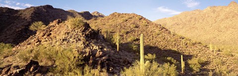 Framed Cactus plants on a landscape, Sierra Estrella Wilderness, Phoenix, Arizona, USA Print