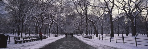 Framed Bare trees in a park, Central Park, New York City, New York State, USA Print