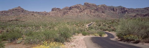 Framed USA, Arizona, Dreamy Draw Park, Cactus along a road Print