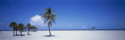 Framed Palm Trees in Miami Print