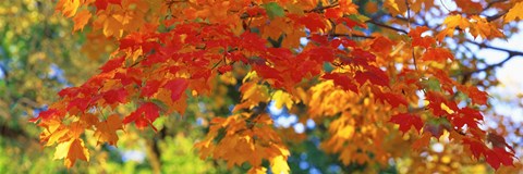 Framed Fall Foliage, Guilford, Baltimore City, Maryland, USA Print