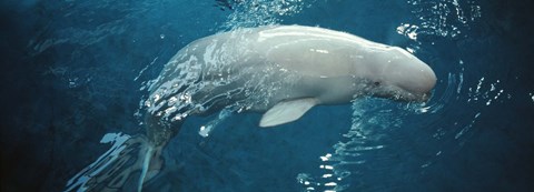Framed Close-up of a Beluga whale in an aquarium, Shedd Aquarium, Chicago, Illinois, USA Print