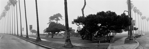 Framed Palm Trees And Fog, San Diego, California Print