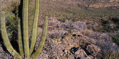 Framed Organ Pipe Cactus in Arizona Print