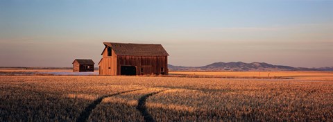 Framed Barn in a field, Hobson, Montana, USA Print
