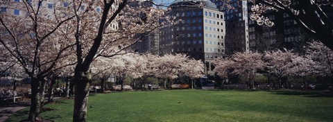 Framed White flowering trees in a park, Central Park, Manhattan, New York City, New York State, USA Print