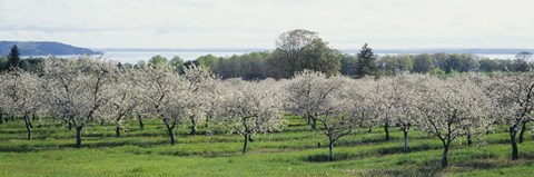 Framed Cherry trees in an orchard, Mission Peninsula, Traverse City, Michigan, USA Print