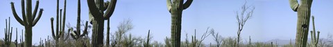 Framed Mid section view of cactus, Saguaro National Park, Tucson, Arizona, USA Print