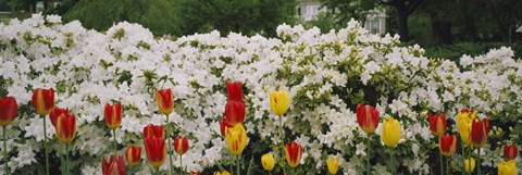 Framed Flowers in a garden, Sherwood Gardens, Baltimore, Maryland, USA Print