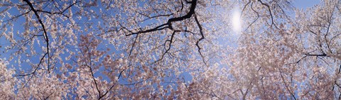 Framed Low angle view of Cherry Blossom trees, Washington DC, USA Print