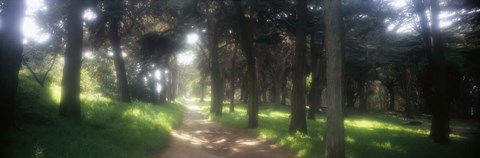 Framed Footpath passing through a park, The Presidio, San Francisco, California, USA Print
