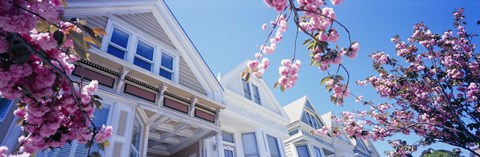 Framed Low angle view of Cherry Blossom flowers in front of buildings, San Francisco, California, USA Print