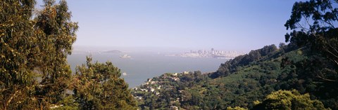 Framed Trees on a hill, Sausalito, San Francisco Bay, Marin County, California Print