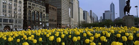 Framed Tulip flowers in a park with buildings in the background, Grant Park, South Michigan Avenue, Chicago, Cook County, Illinois, USA Print