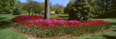 Framed Azalea and Tulip Flowers in a park, Sherwood Gardens, Baltimore, Maryland, USA Print