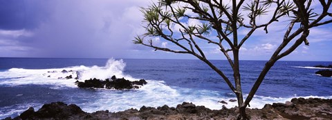 Framed Tree on the coast, Honolulu Nui Bay, Nahiku, Maui, Hawaii, USA Print