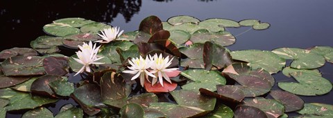Framed Water lilies in a pond, Olbrich Botanical Gardens, Madison, Wisconsin Print