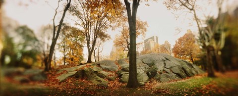 Framed Trees in a park, Central Park, Manhattan, New York City, New York State, USA Print