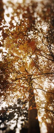 Framed Autumn Trees on Capitol Hill, Seattle, Washington Print