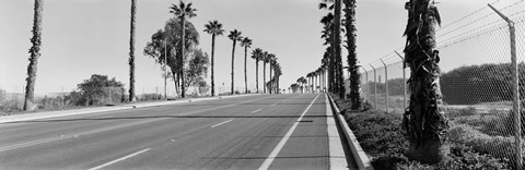Framed Palm trees along a road, San Diego, California, USA Print