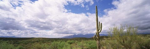 Framed Cactus in a desert, Saguaro National Monument, Tucson, Arizona, USA Print