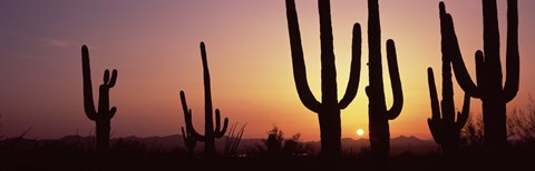 Framed Silhouette of Saguaro cacti (Carnegiea gigantea) on a landscape, Saguaro National Park, Tucson, Pima County, Arizona, USA Print
