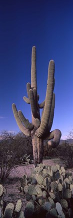 Framed Low angle view of a Saguaro cactus, Saguaro National Park, Tucson, Arizona Print