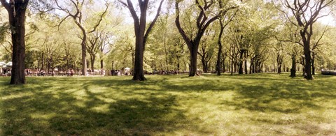 Framed Trees and grass in a Central Park in the spring time, New York City, New York State, USA Print
