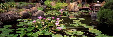 Framed Lotus blossoms, Japanese Garden, University of California, Los Angeles, California Print
