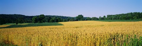 Framed Field Crop, Maryland, USA Print