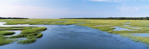 Framed Sea grass in the sea, Atlantic Coast, Jacksonville, Florida, USA Print