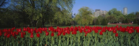 Framed Boston Public Garden, Massachusetts Print