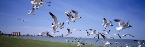 Framed Flock of seagulls flying on the beach, New York State, USA Print
