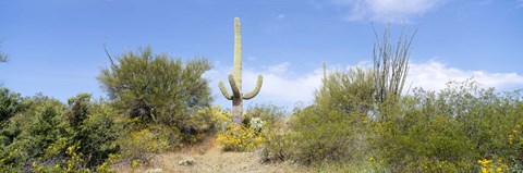 Framed Low angle view of a cactus among bushes, Tucson, Arizona, USA Print