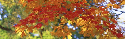 Framed Fall Foliage, Guilford, Baltimore City, Maryland, USA Print