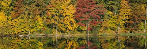 Framed Reflection of trees in water, Saratoga Springs, New York City, New York State, USA Print