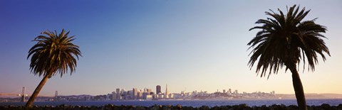 Framed Palm Trees At Dusk, San Francisco, California, USA Print