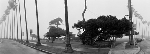 Framed Palm Trees And Fog, San Diego, California Print